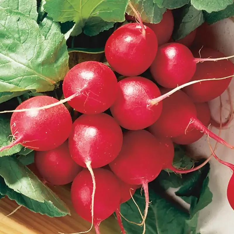 Cherry Belle Radish Seeds - Heirloom Vegetable Seeds for Home Gardening
