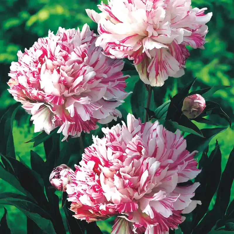 Kirinmaru Peony Flowering Shrub - Perennial Garden Plant 1