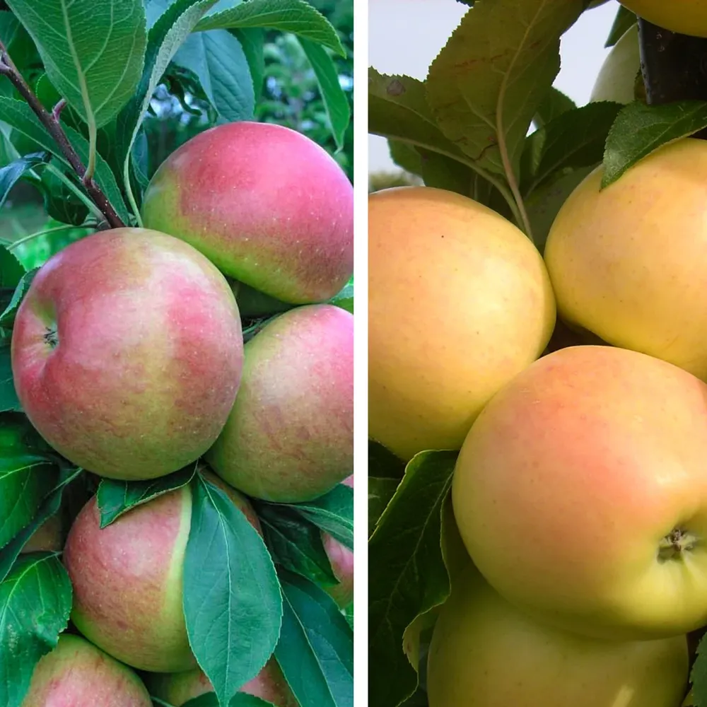 Apple Tree Pollinator Pack: Golden and Blushing Varieties