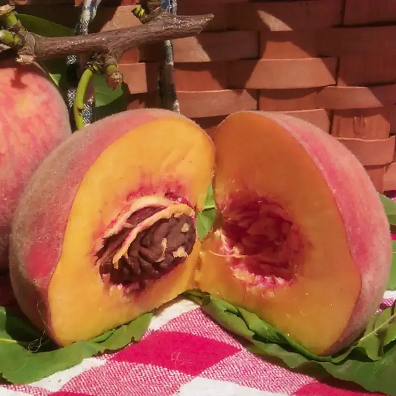 Peach Decorative Accent Piece for Home Interior Styling