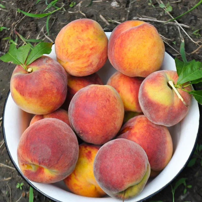 O’Henry Yellow Flesh Peach - Late-Season Variety