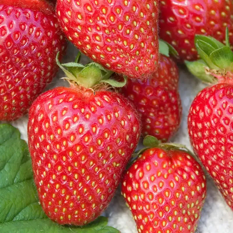 Allstar Junebearing Strawberry Plant - High-Yield Disease Resistant Variety
