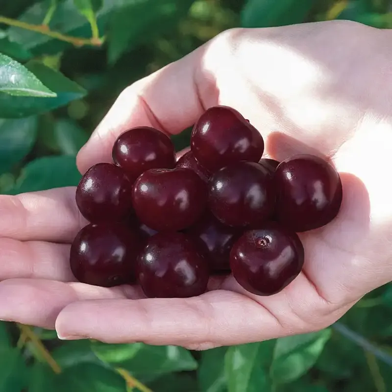 Compact Fruit-Bearing Cherry Bush for Home Gardens 1