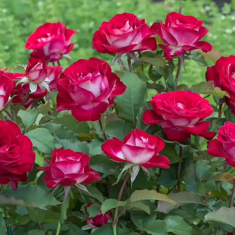 Hybrid Tea Rose Perennial Flowering Garden Shrub 1