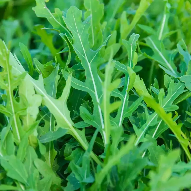 Grazia Arugula Seeds for Home Gardening