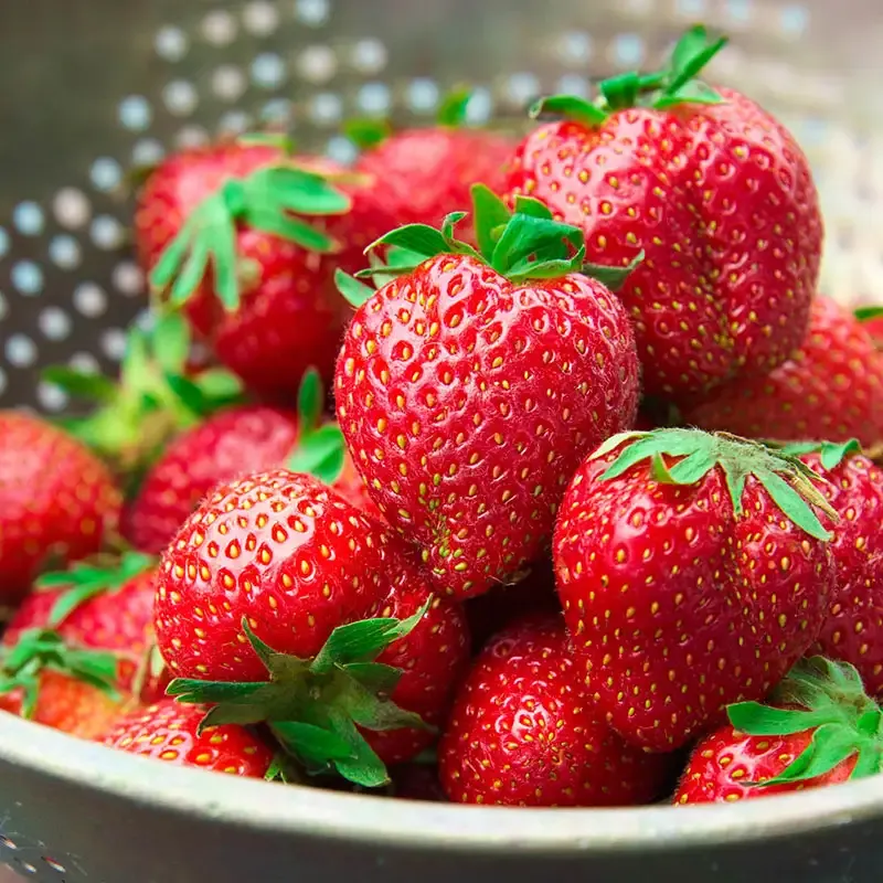 Charlotte Everbearing Strawberry Plant - Productive Perennial Fruit Variety 3