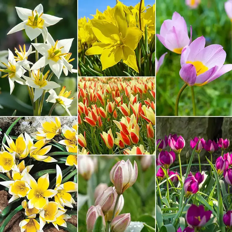 Tulip Bulbs for Naturalizing Collection - Perennial Spring Blooming Flower Bulbs