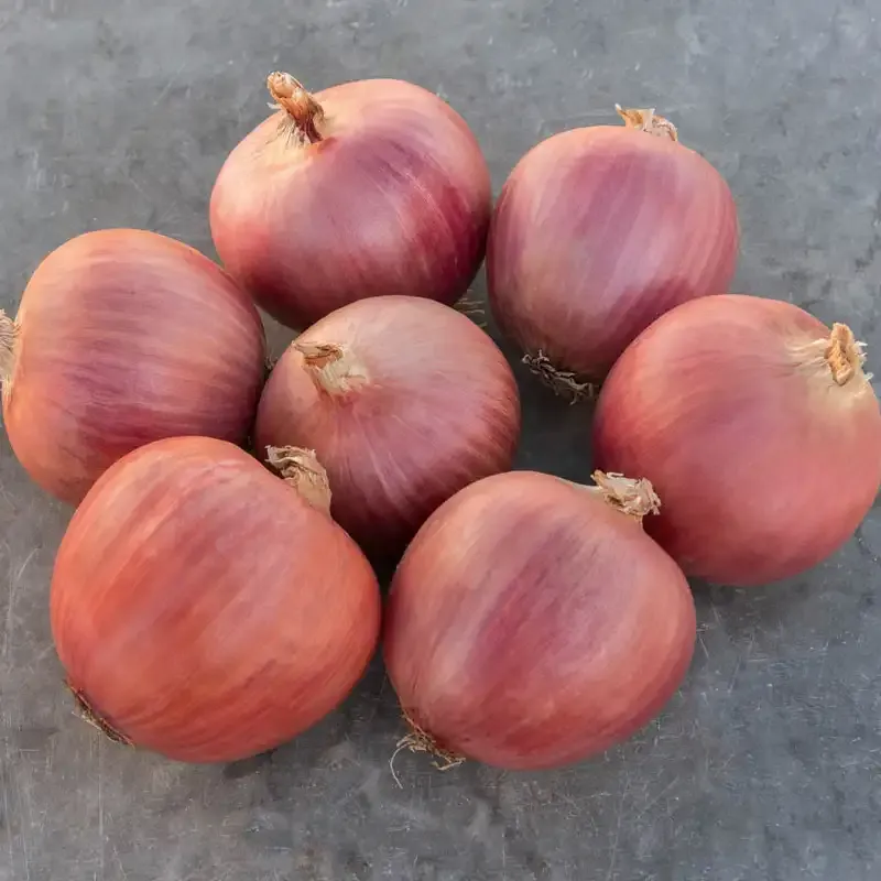 Blush Hybrid Onion - Uniform Bulb Development Variety 1