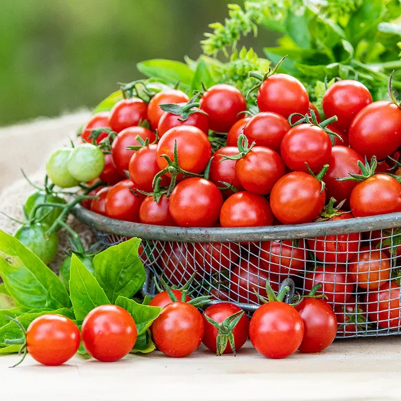 Sweet Million Hybrid Tomato Seeds - Indeterminate High-Yield Variety 1