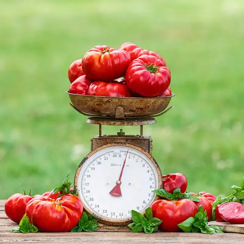 Buffalosteak Hybrid Tomato Seeds - High-Yield Beefsteak Variety 1