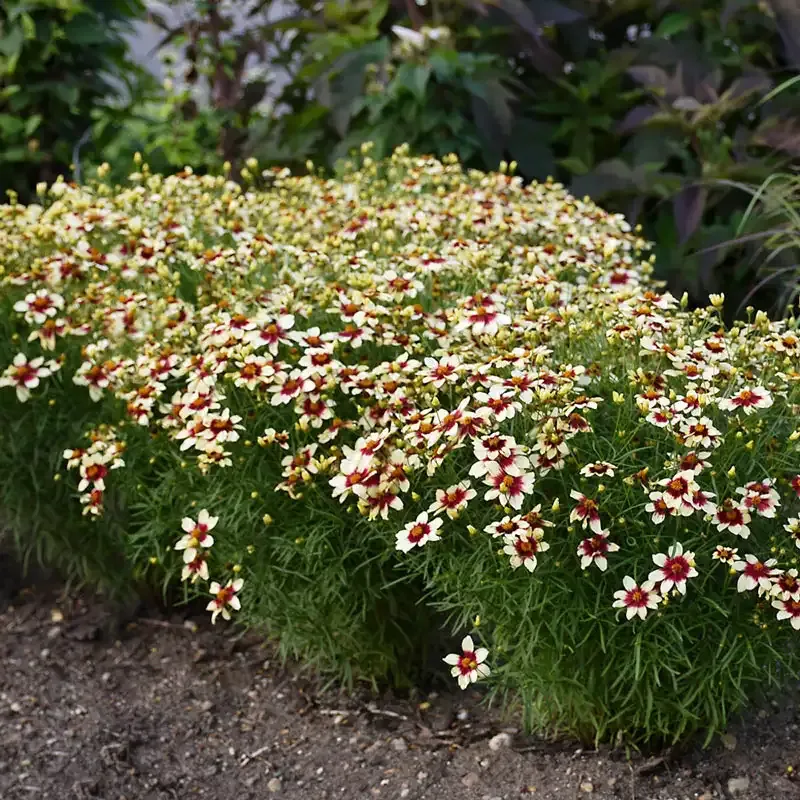 Red Hot Vanilla Tickseed Perennial Coreopsis Plant 2