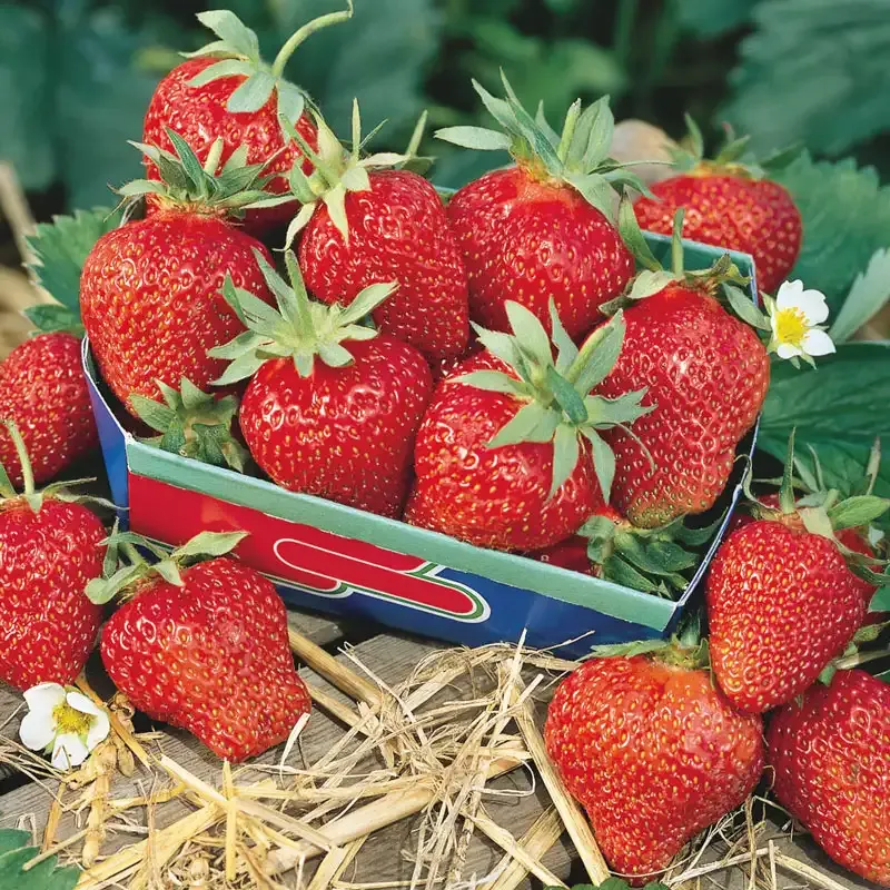 Fort Laramie Everbearing Strawberry Plant - Hardy Perennial Fruit Starter