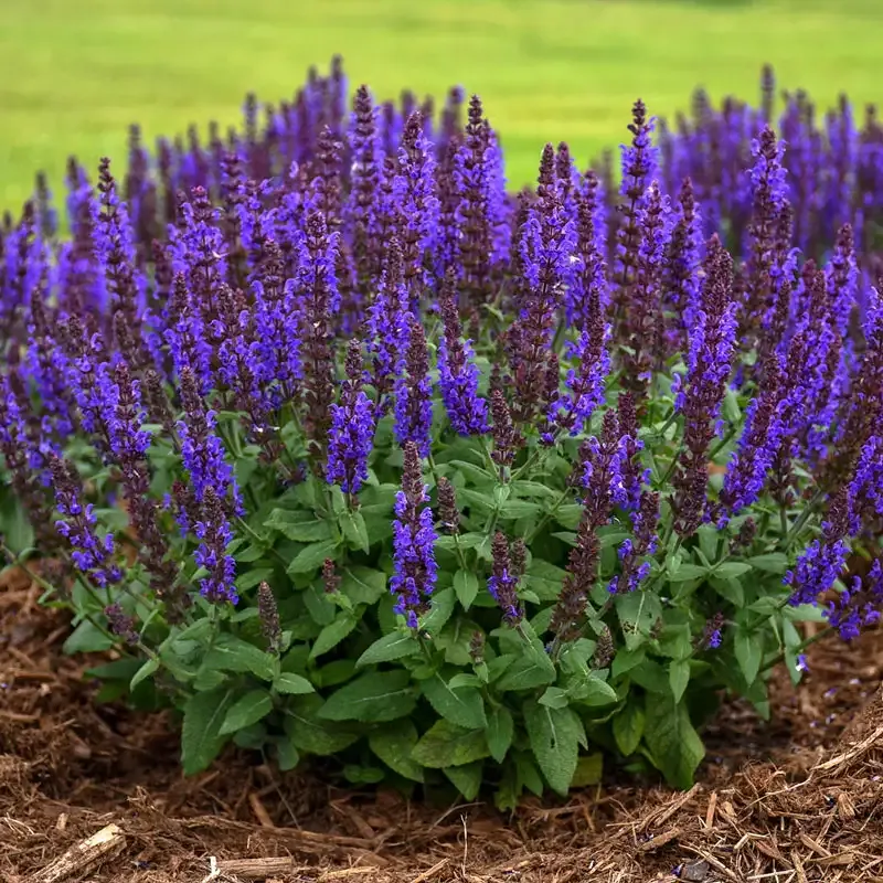 Bumbleblue Salvia Perennial Flowering Plant with Deep Blue Spikes 1