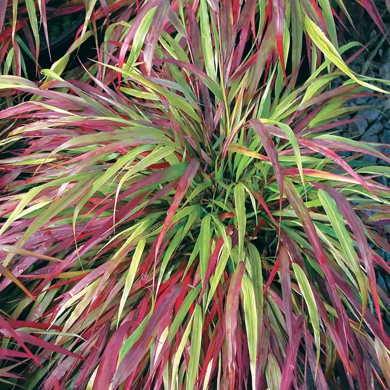 Beni Kaze Japanese Forest Grass (Hakonechloa macra) Ornamental Perennial