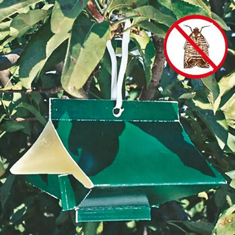 Apple Tree Pest Lure and Trap for Orchard Insect Management