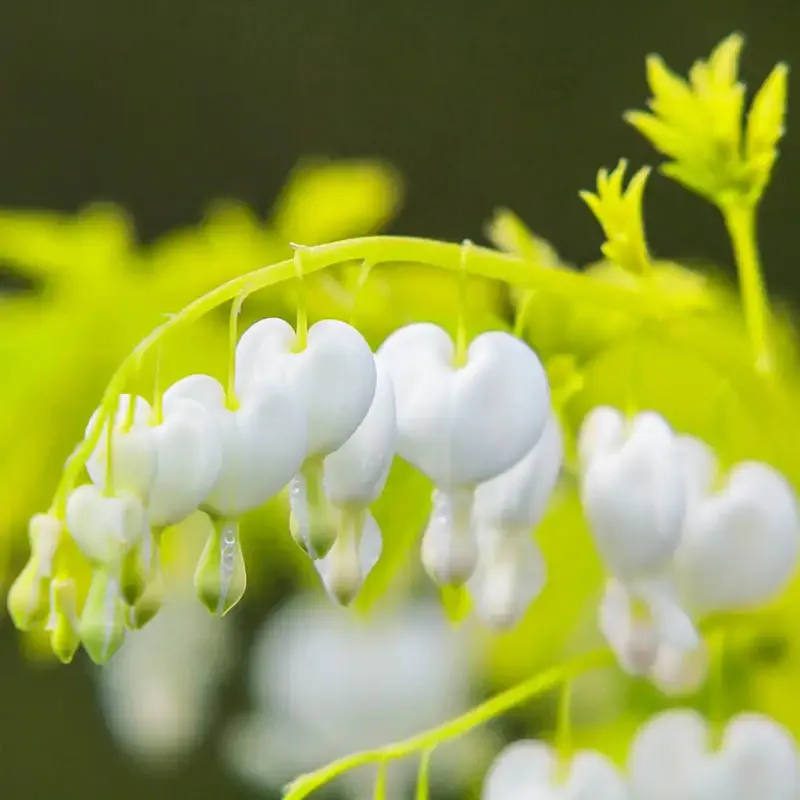 White Gold Bleeding Heart Perennial - Variegated Dicentra spectabilis