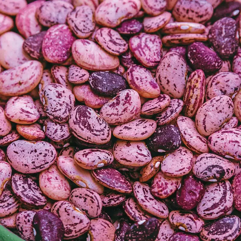 Dixie Speckled Butterpea Heirloom Vegetable Seeds
