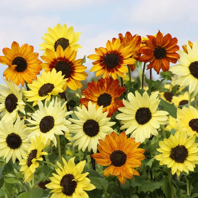 Soluna Mix Helianthus Sunflower Seed Collection for Decorative Gardening
