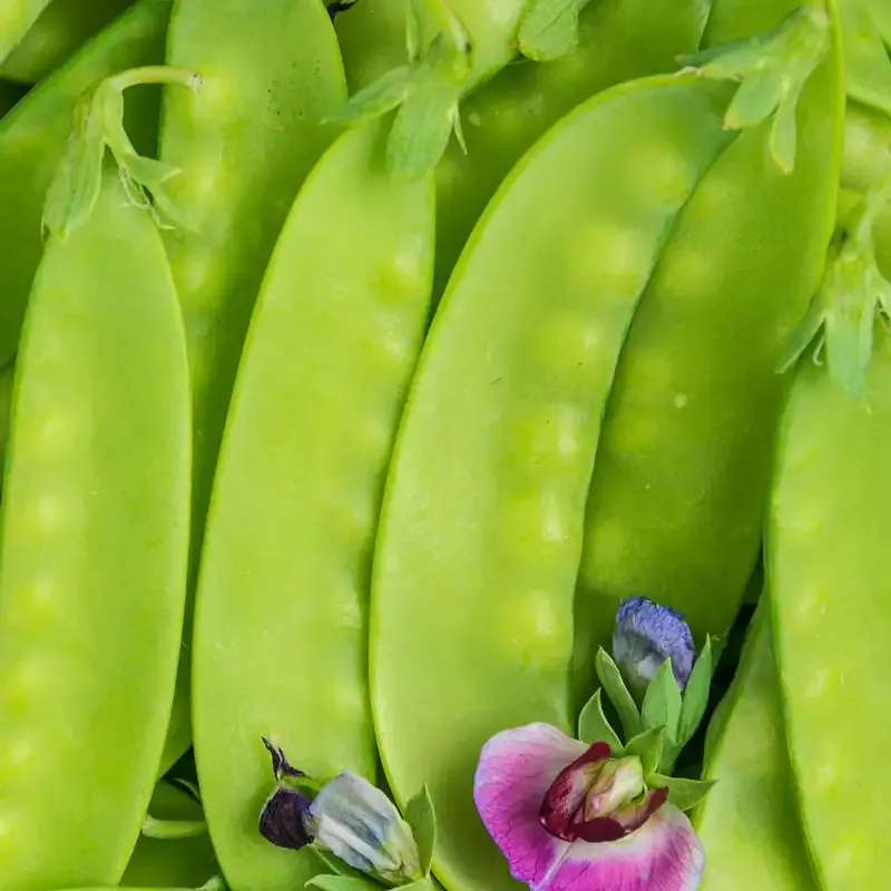 Green Beauty Snow Pea Seeds - Untreated and Non-GMO Heirloom Variety