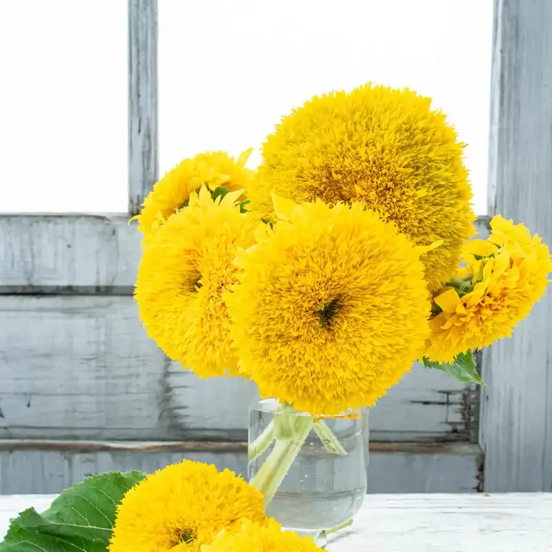 Golden Bear Sunflower Seeds for Garden Planting