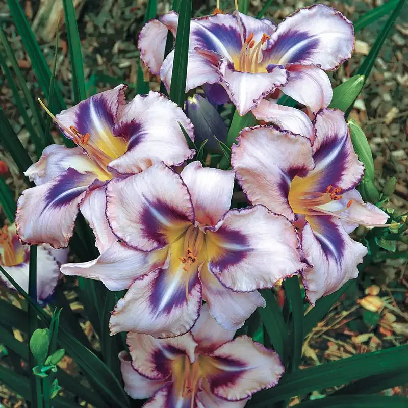 Destined to See Daylily Perennial Garden Plant