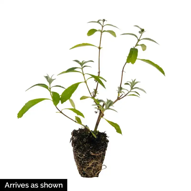 Black Knight Butterfly Bush - Deciduous Flowering Shrub 1