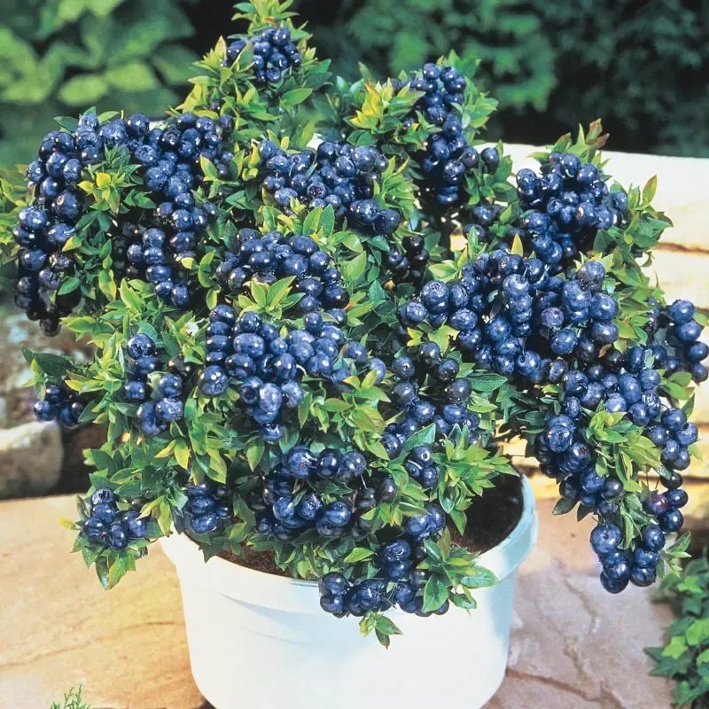 Whopper Junebearing Strawberry Plants - High-Yield Garden Fruit Starts 4