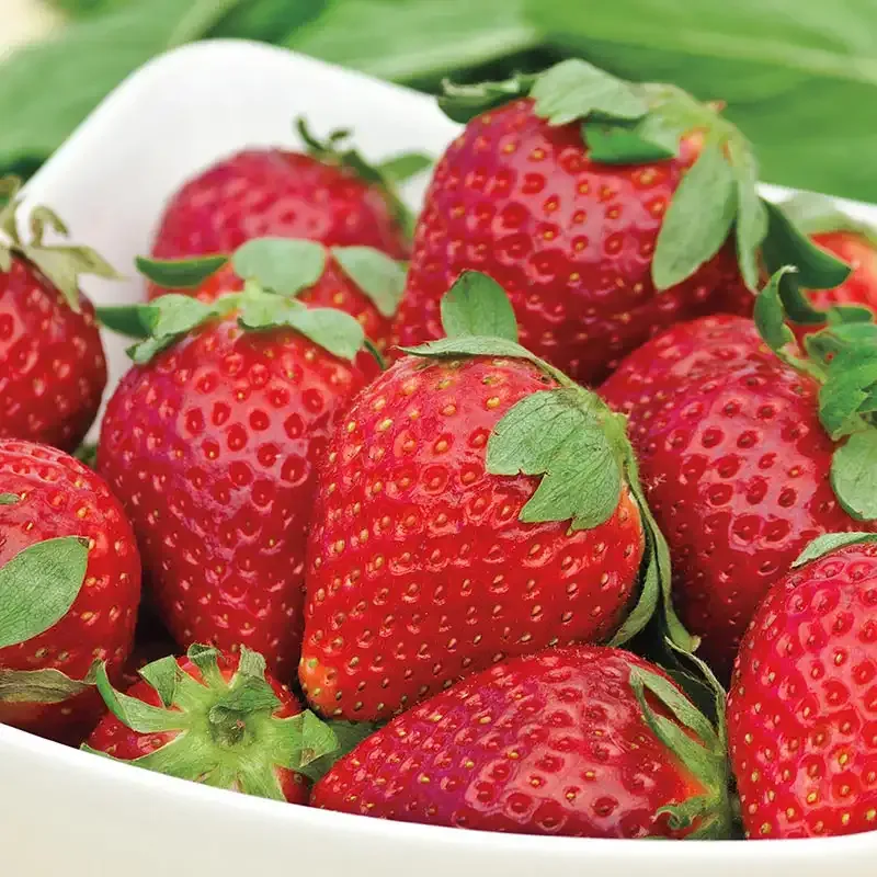 Albion Everbearing Strawberry Plants - Day-Neutral Fruit Variety