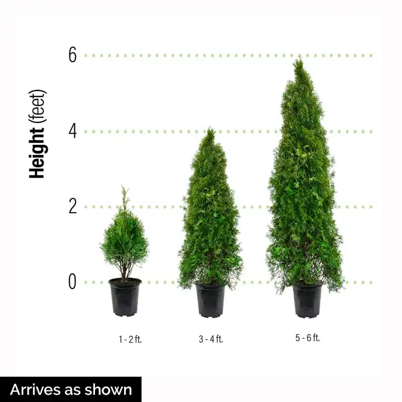 Green Giant Arborvitae (Thuja 'Green Giant') Evergreen Privacy Tree 4