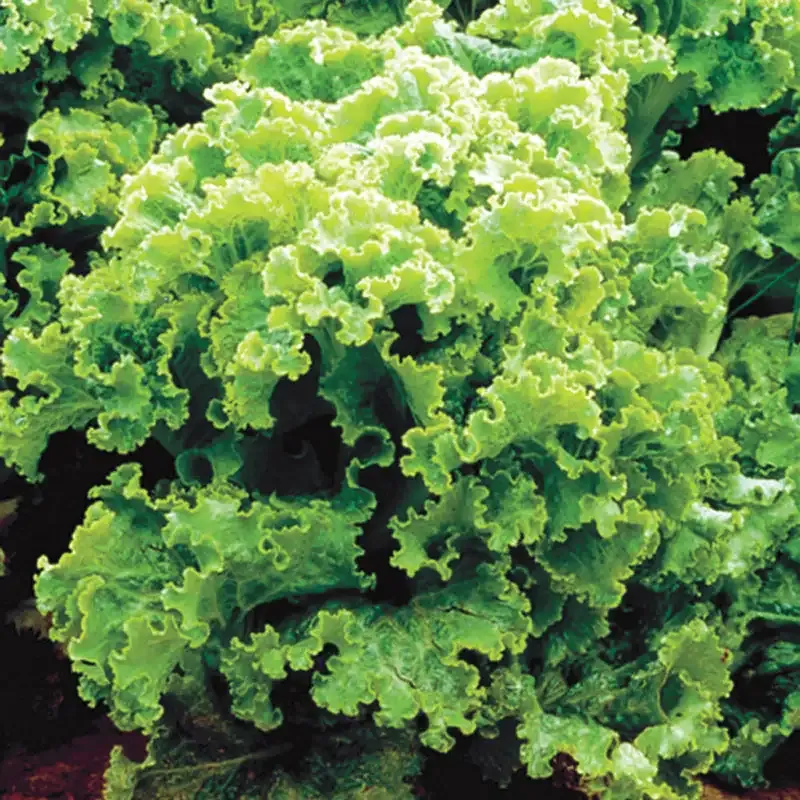 Green Ice Leaf Lettuce Seeds - Heirloom Garden Vegetable Variety 1