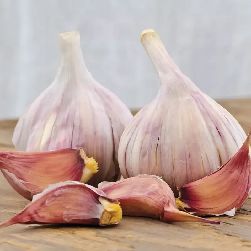 Duganski Hardneck Garlic Bulbs - Purple Stripe Variety