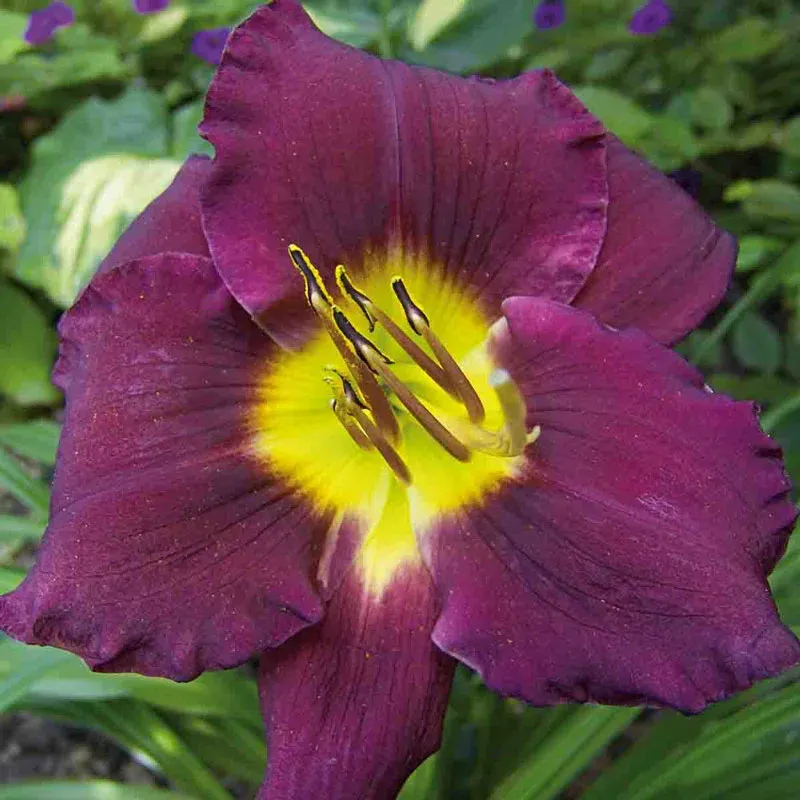 Bela Lugosi Reblooming Daylily Perennial Garden Plant