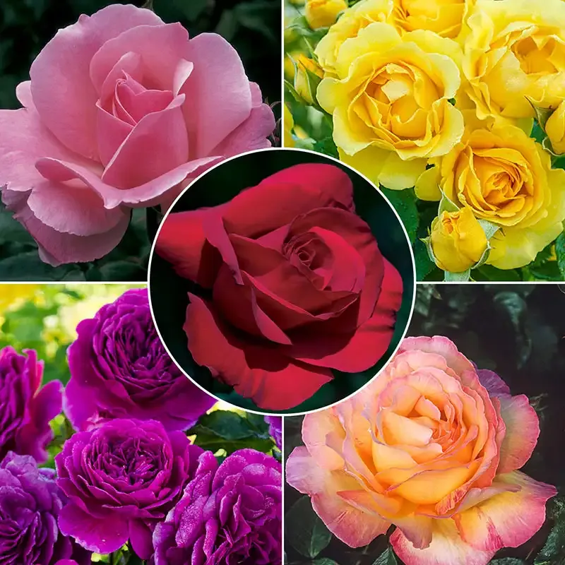 Landscape Color Collection - Professional Outdoor Design Palette