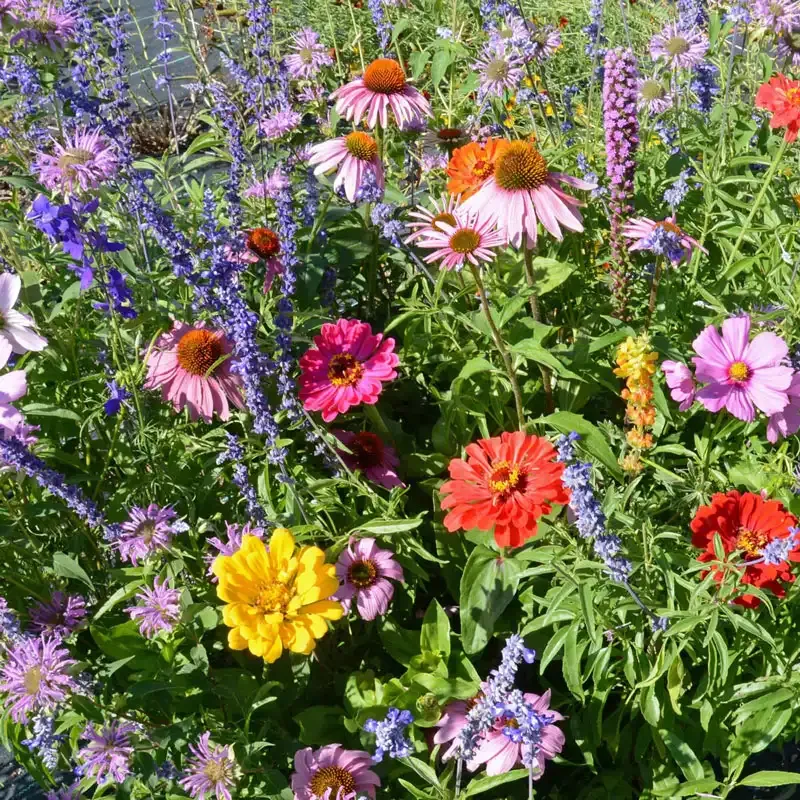Bumblebee Buffet Flower Seed Mixture for Pollinator Gardens