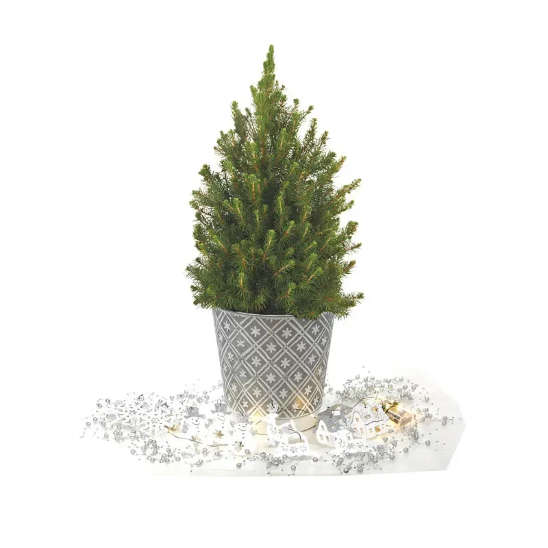 Silver and White Winter Potted Spruce Tree for Indoor Seasonal Decor 1