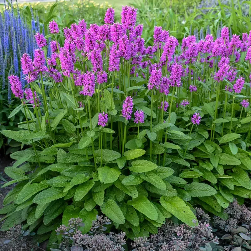 Hummelo Betony (Stachys officinalis) Perennial Flowering Plant 1