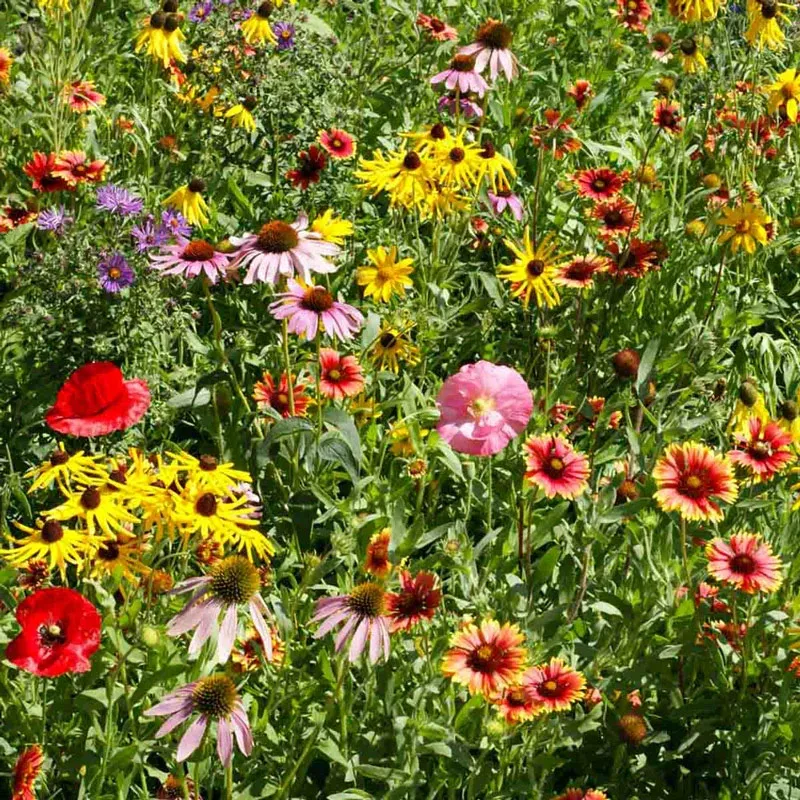 Midwest Native Wildflower Seed Mix for Pollinator Gardens