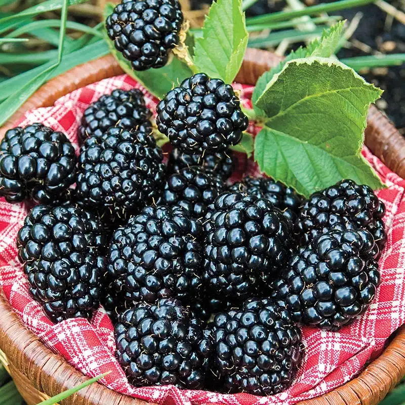 Arapaho Thornless Blackberry Plant - Erect Growth Habit