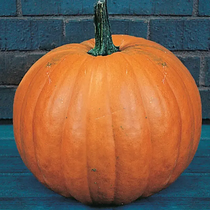 Giant Magic Hybrid Pumpkin Seeds - Large Variety for Home Gardening