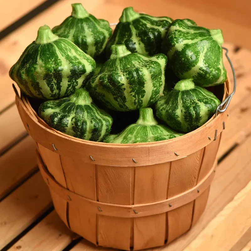 Green Lightning Summer Squash Seeds - High-Yield Garden Vegetable Variety 1
