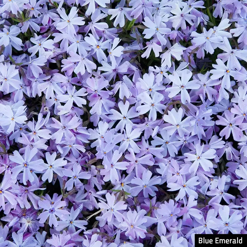 Emerald Blue Creeping Phlox Perennial Ground Cover Plant