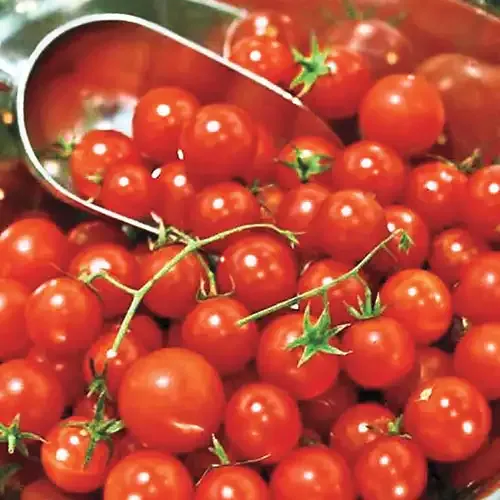 Honey Bunch Hybrid Tomato Seeds - High-Yield Disease Resistant Variety