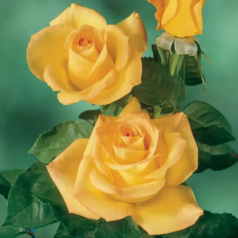 Gold Medal Grandiflora Rose Shrub - Yellow Flowering Garden Plant