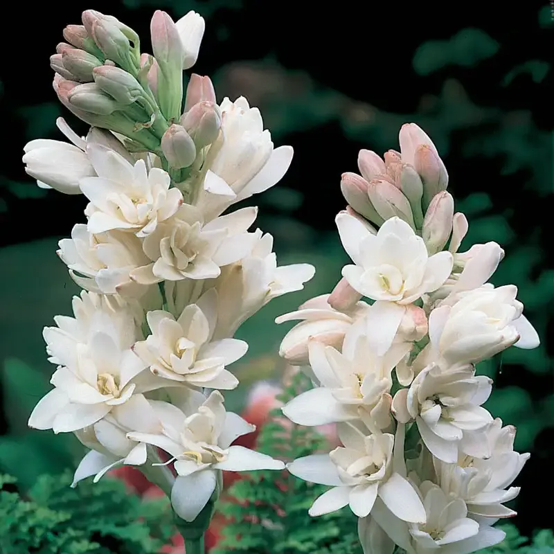 The Pearl Double Tuberose Bulb - Fragrant Perennial Flowering Bulb