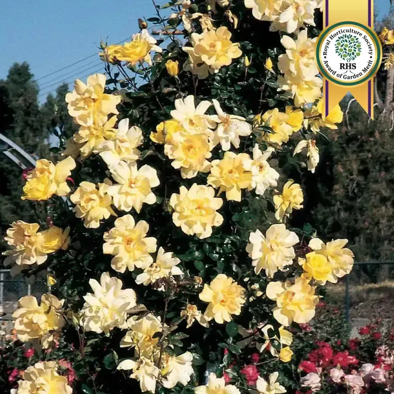 Golden Showers Climbing Rose - Vigorous Yellow Flowering Vine