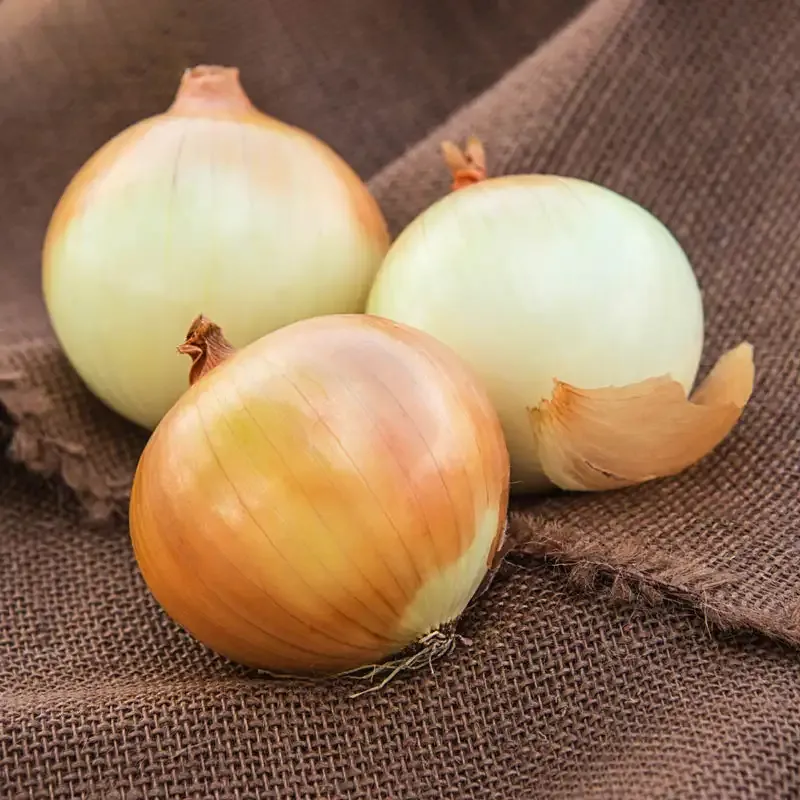 Candy Onion Hybrid Vegetable Seeds for Home Gardening