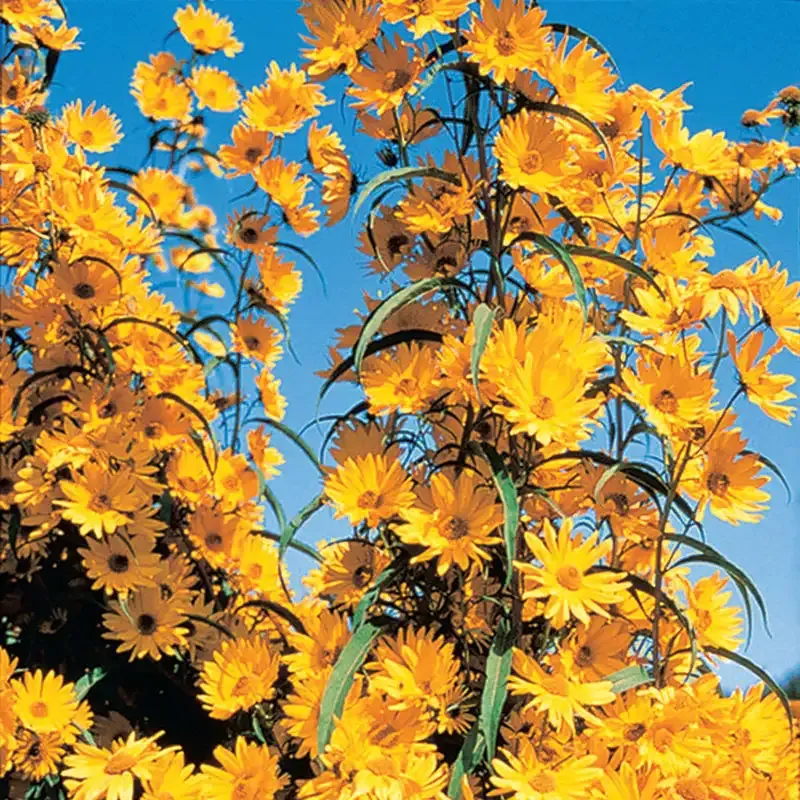 Maximilian Sunflower Artificial Plant for Home and Office Decor