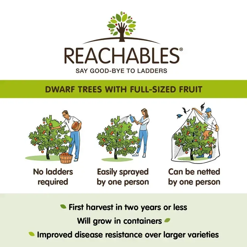 Compact Fruit-Bearing Apple Tree for Home Gardens 1