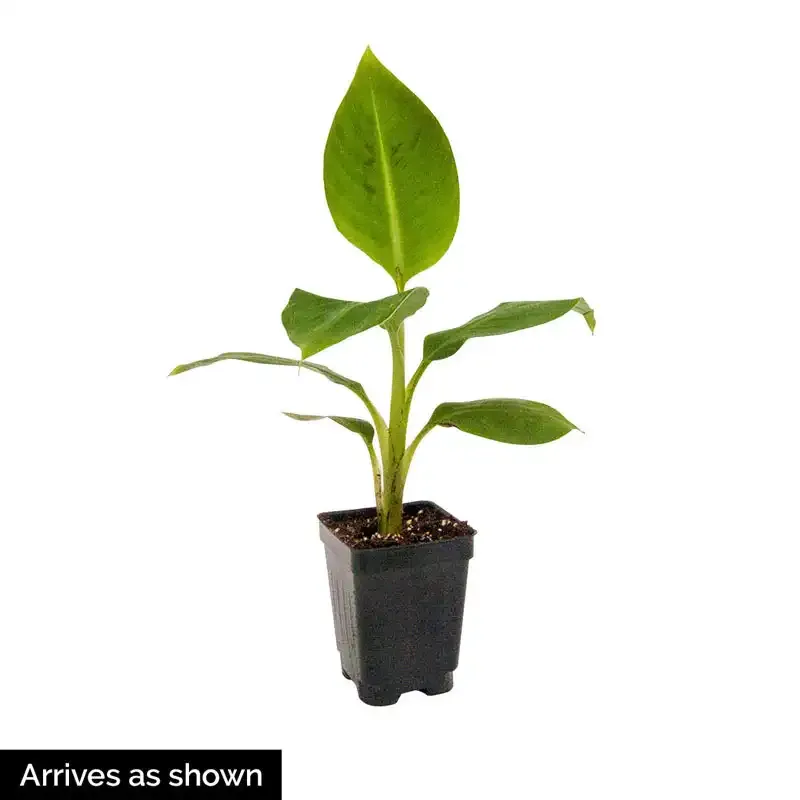 Dwarf Banana Plant - Compact Tropical Indoor Potted Variety 1