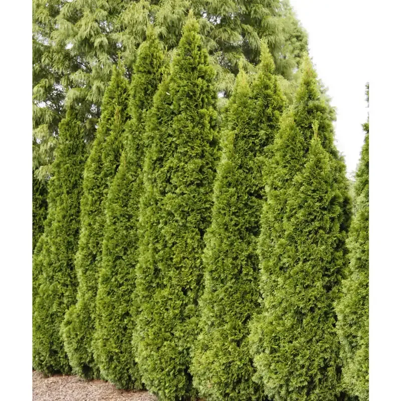 Emerald Green Arborvitae (Thuja occidentalis) Evergreen Privacy Hedge